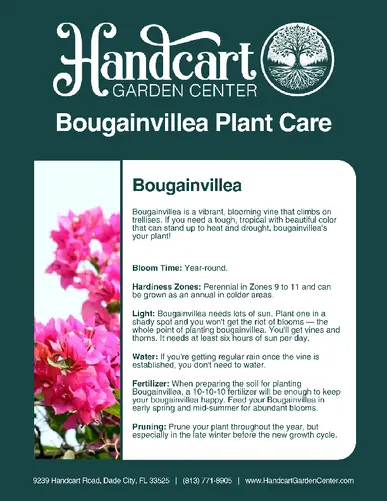 Bougainvillea Plant Care