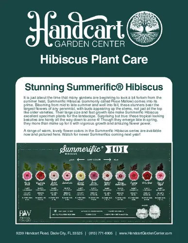 Summerific® Hibiscus Plant Care